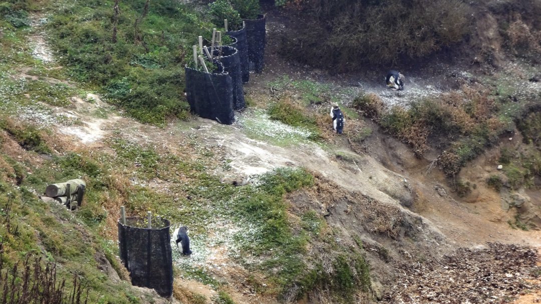Pinguins em Katiki Point