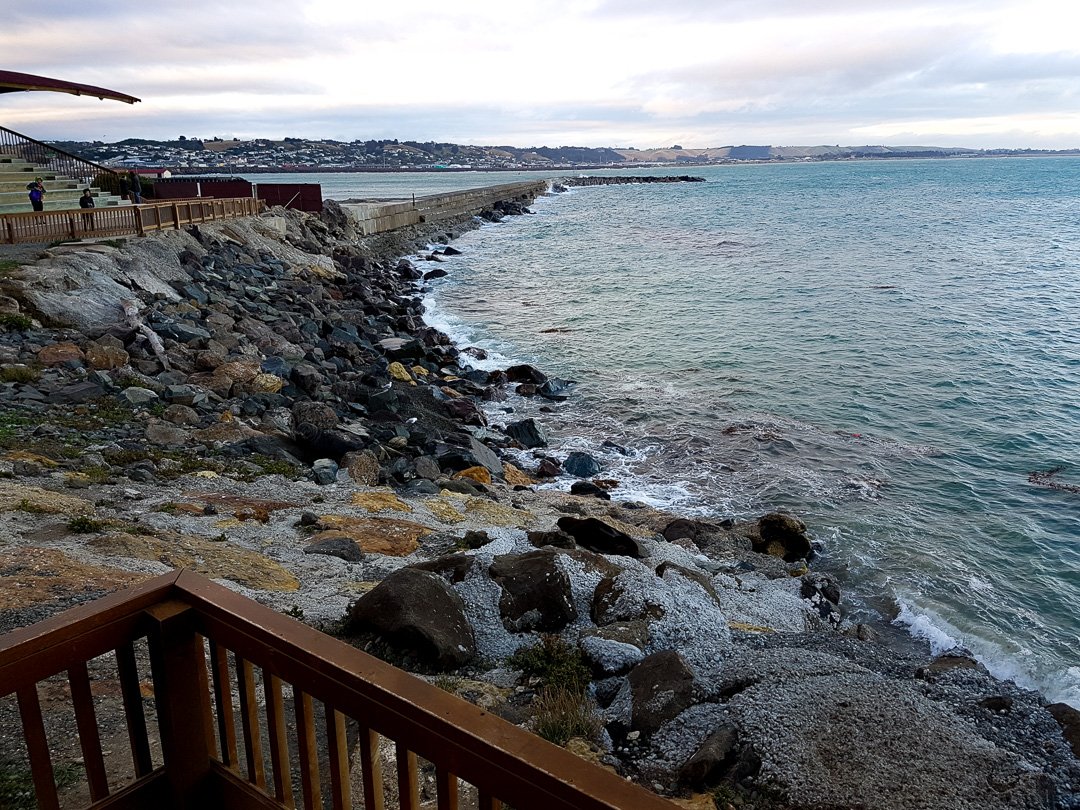 Oamaru Blue Penguin Colony