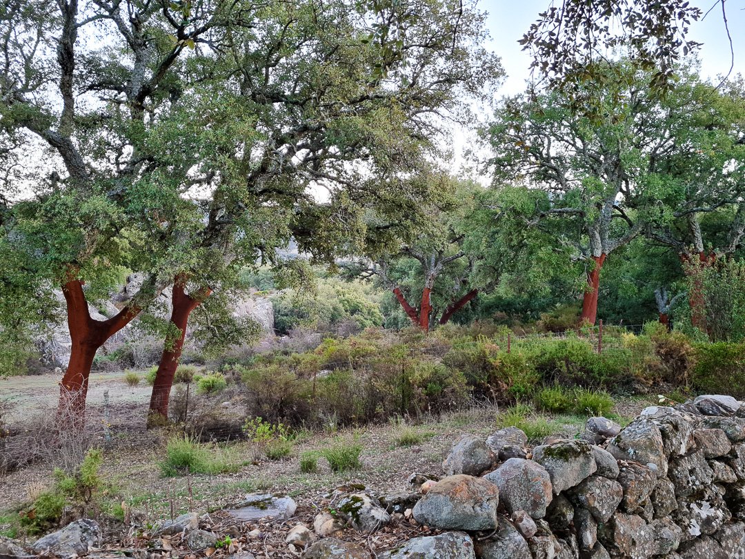 Tambor del Llano - Grazalema