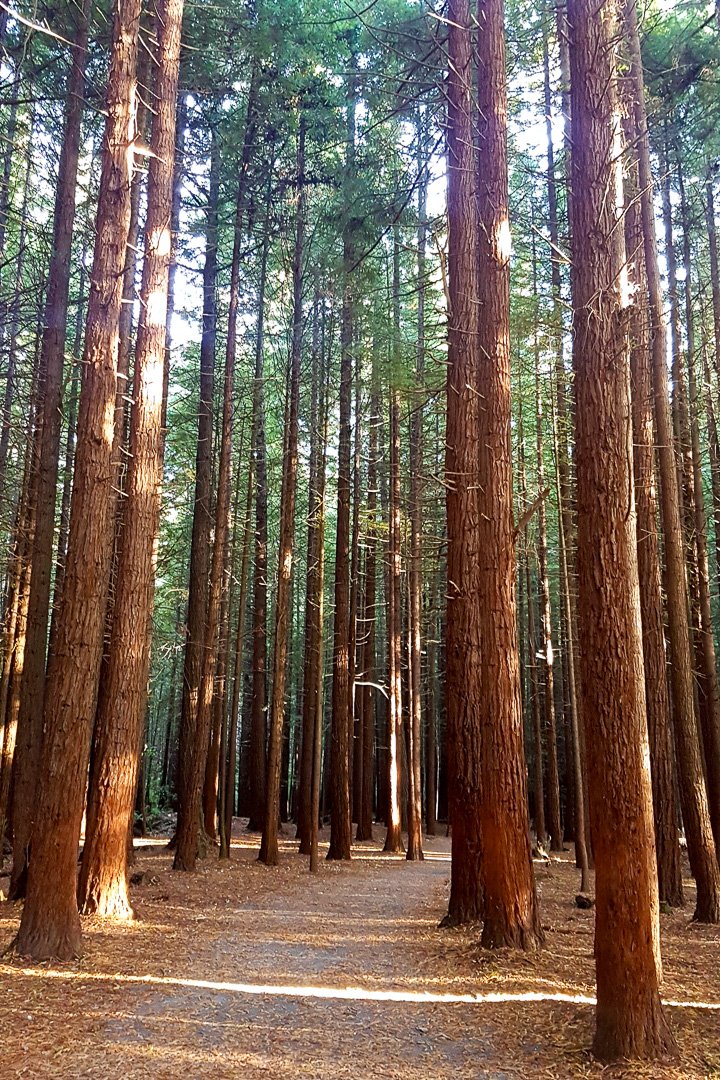 Redwoods, Rotorua, Nova Zelândia
