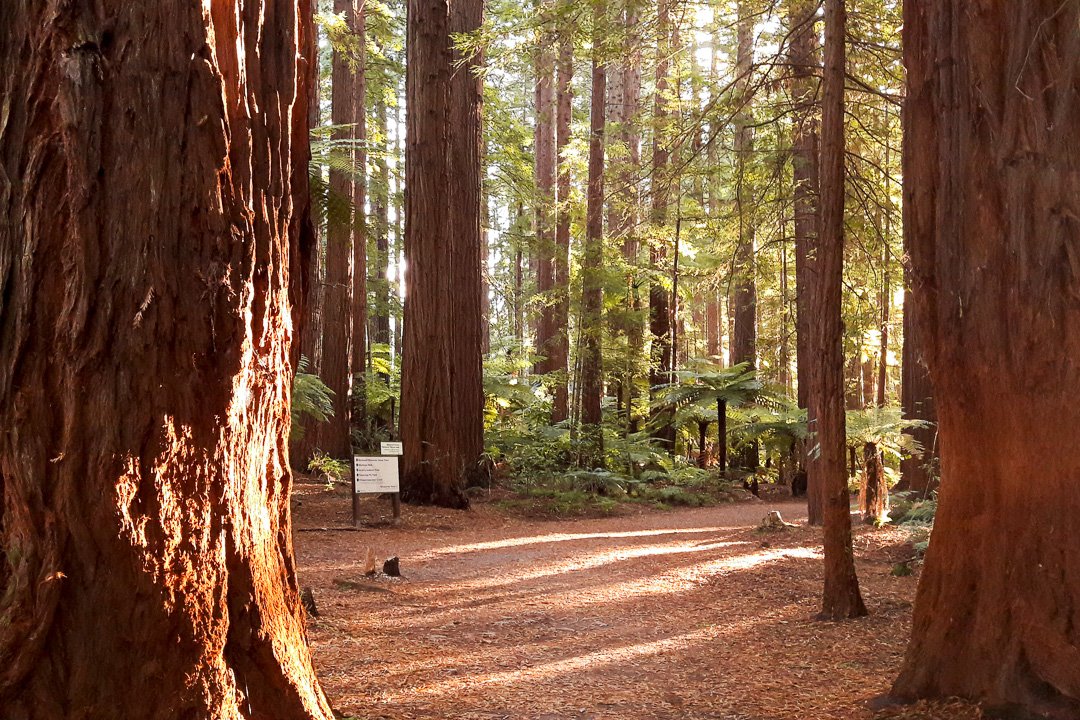 Redwoods, Rotorua, Nova Zelândia