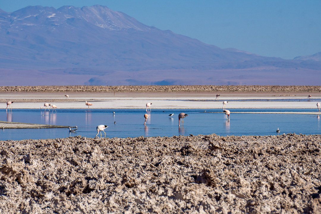 Flamingos na Laguna Chaxa, Atacama