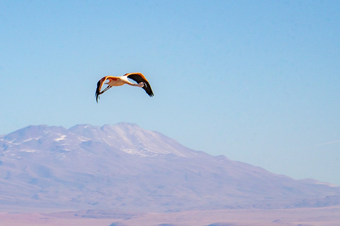 Flamingos na Laguna Chaxa, Atacama