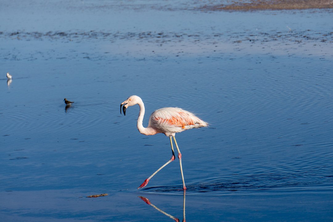Flamingos na Laguna Chaxa, Atacama