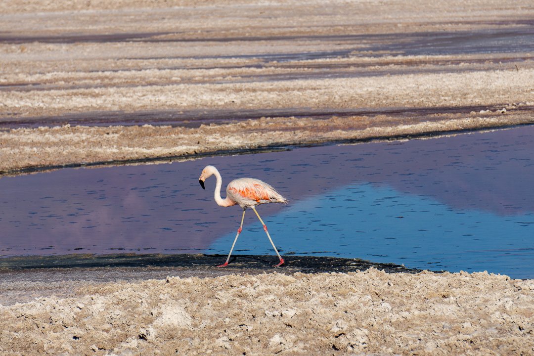 Flamingos na Laguna Chaxa, Atacama