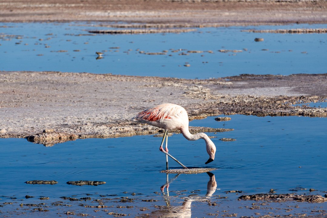 Flamingos na Laguna Chaxa, Atacama