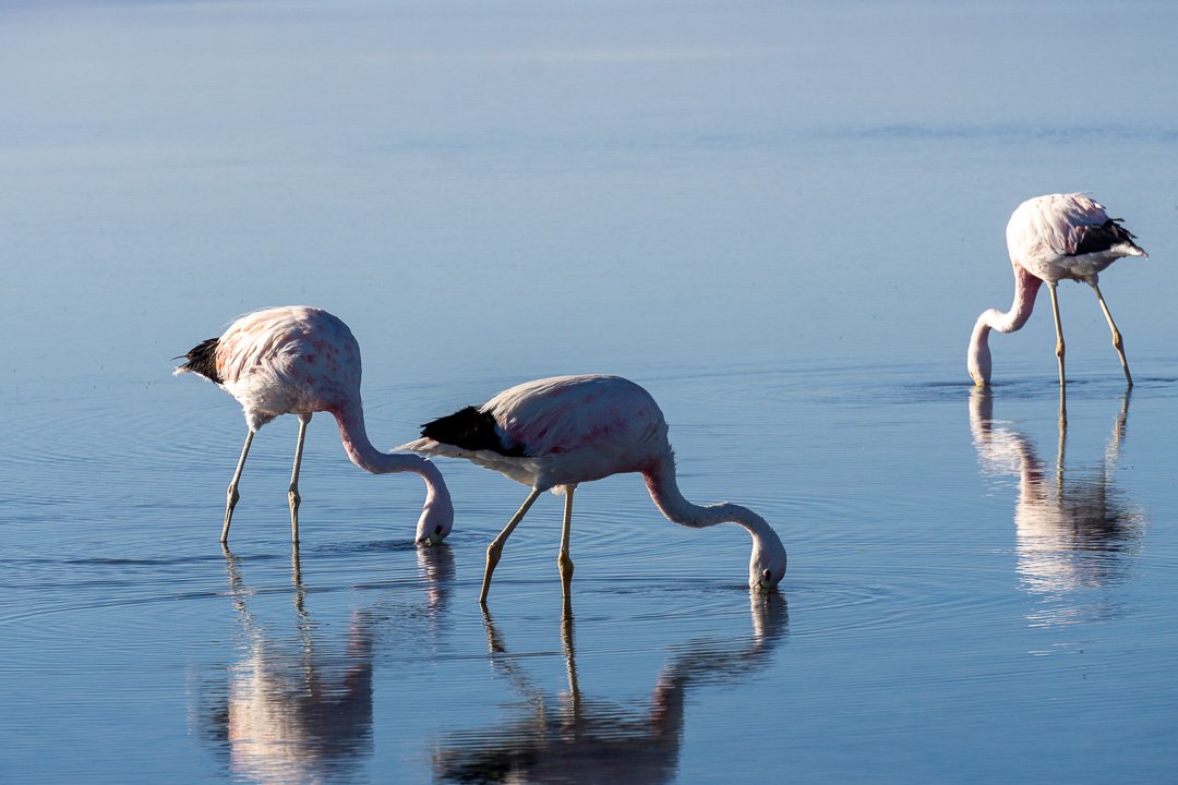 Flamingos na Laguna Chaxa, Atacama