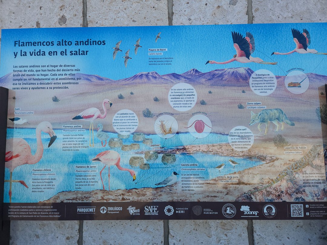 Espécies de Flamingos na Laguna Chaxa, Atacama