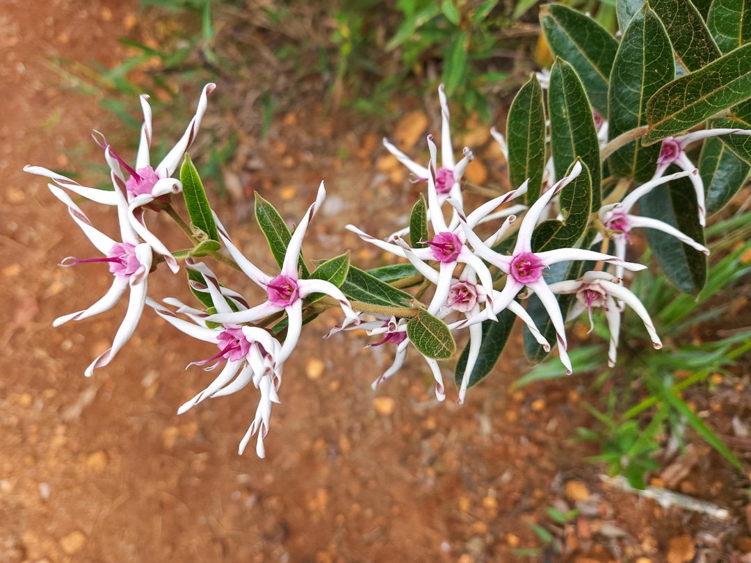 Flores trilha Cachoeira da Farofa