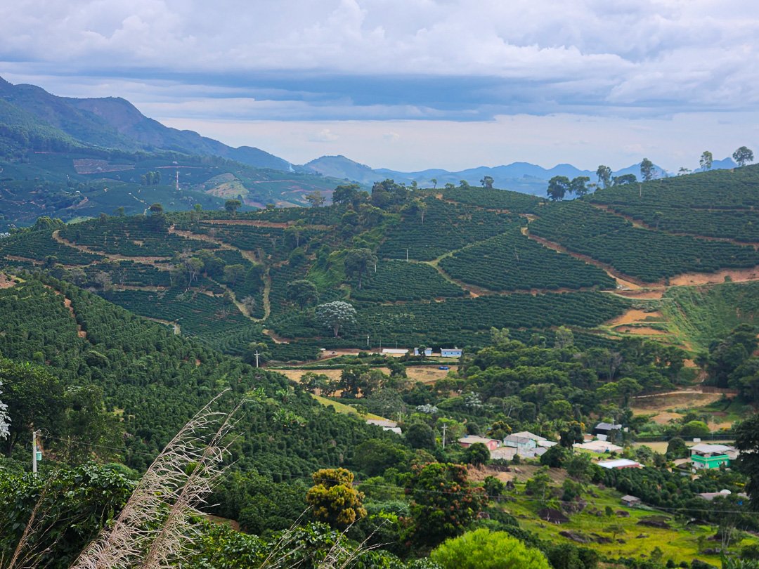 Cafezais Pedra menina