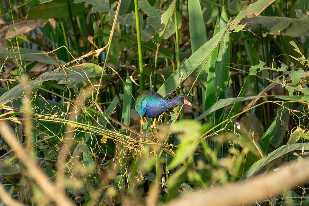 frango-d'água-azul