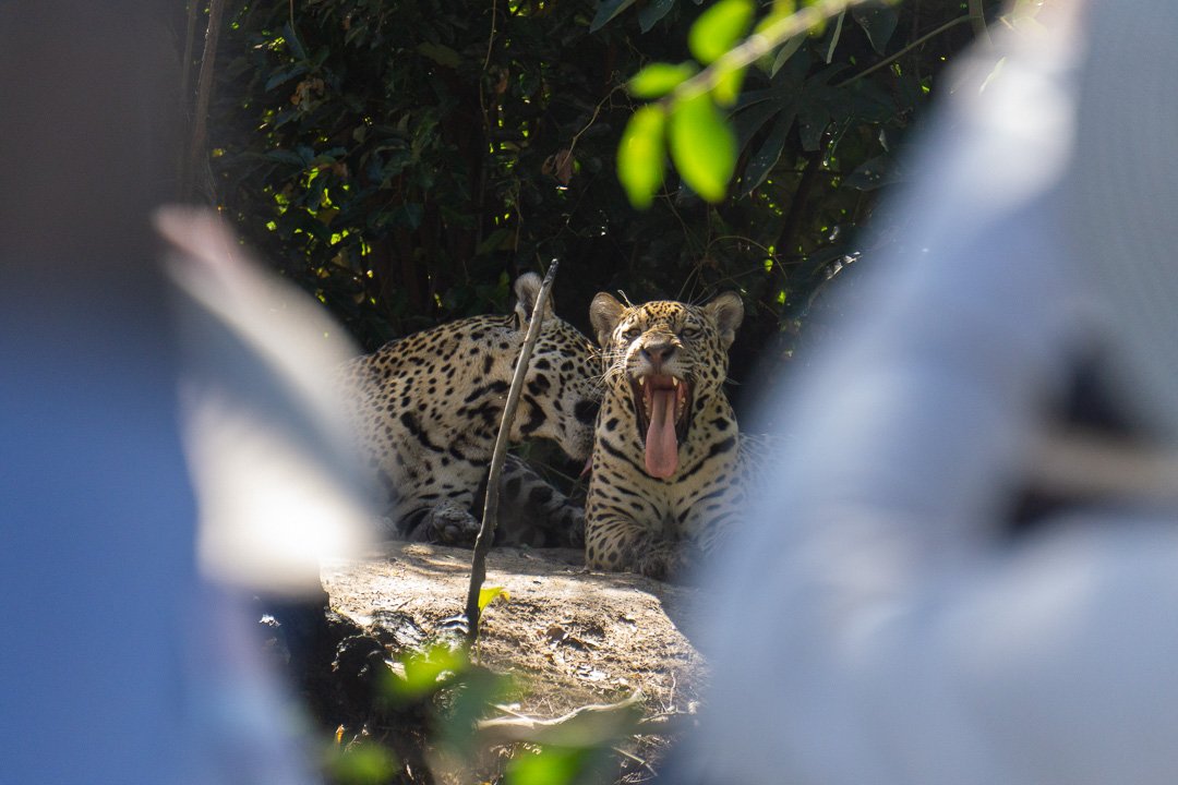 Onças pintadas no Pantanal