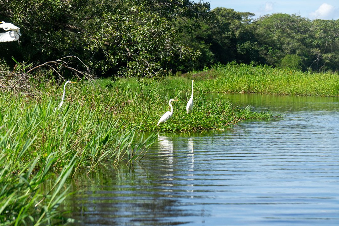 Garças no Pantanal