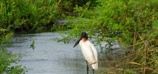 Tuiuiu no Pantanal norte