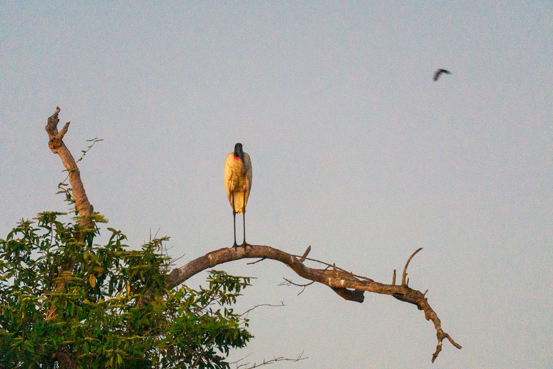 Tuiuiu  no Pantanal norte