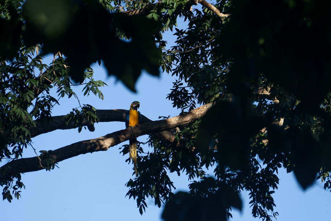 Arara no Pantanal