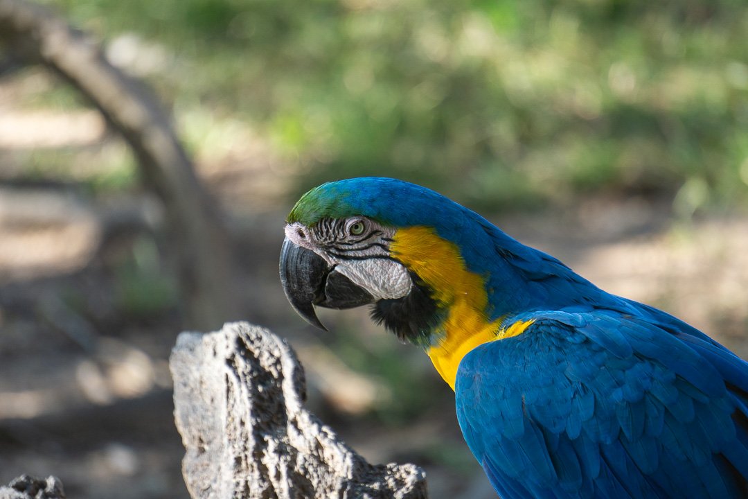 Arara na Transpantaneira