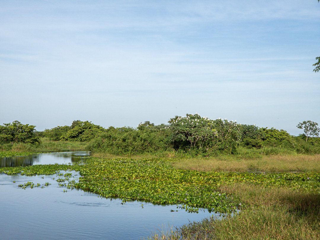 Paisagens na Transpantaneira