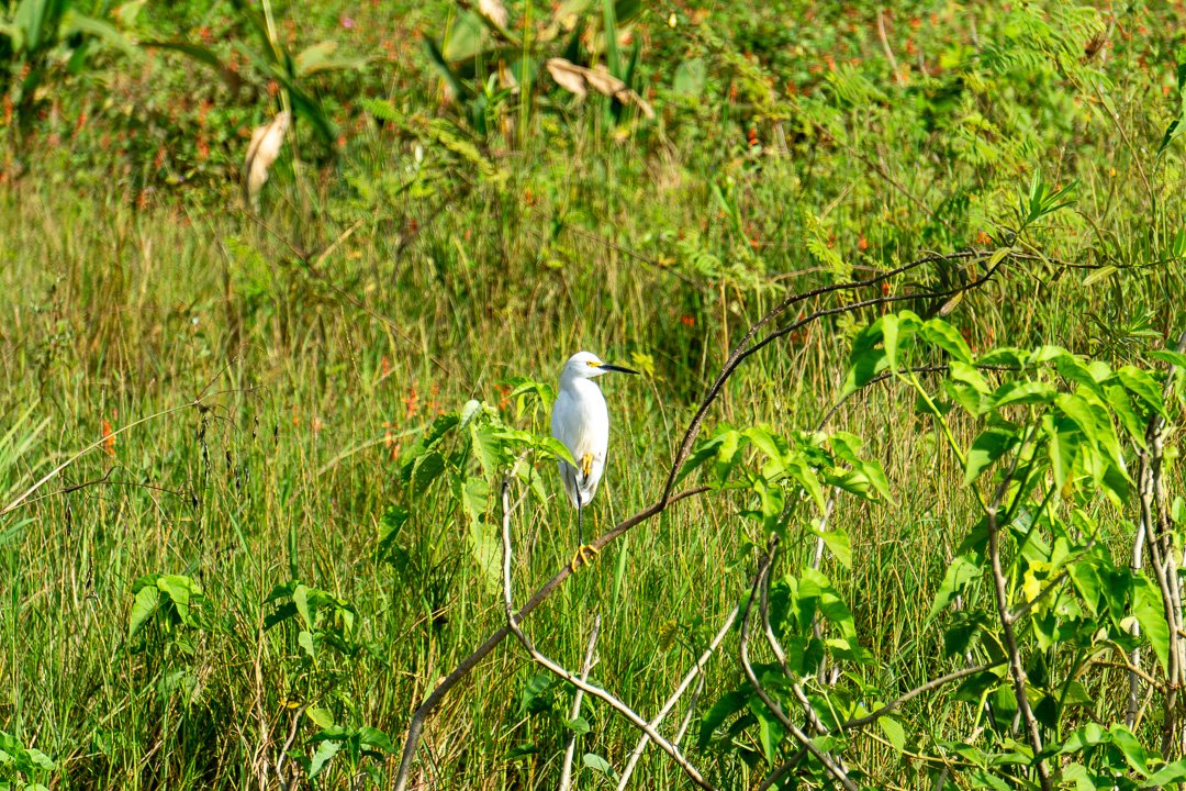 Garça no Pantanal
