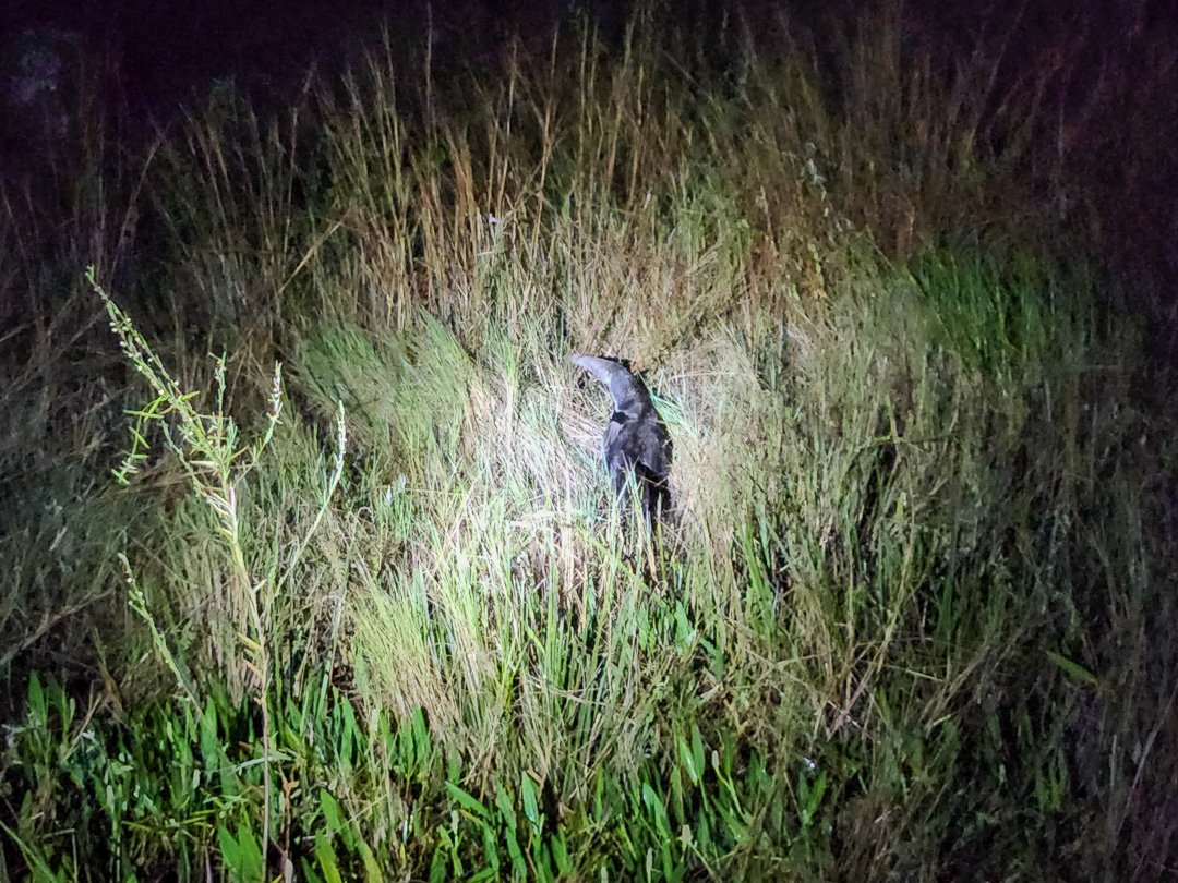 Safari na Transpantaneira