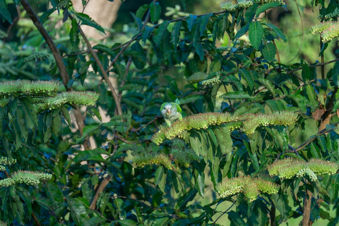 Pássaros no Pantanal