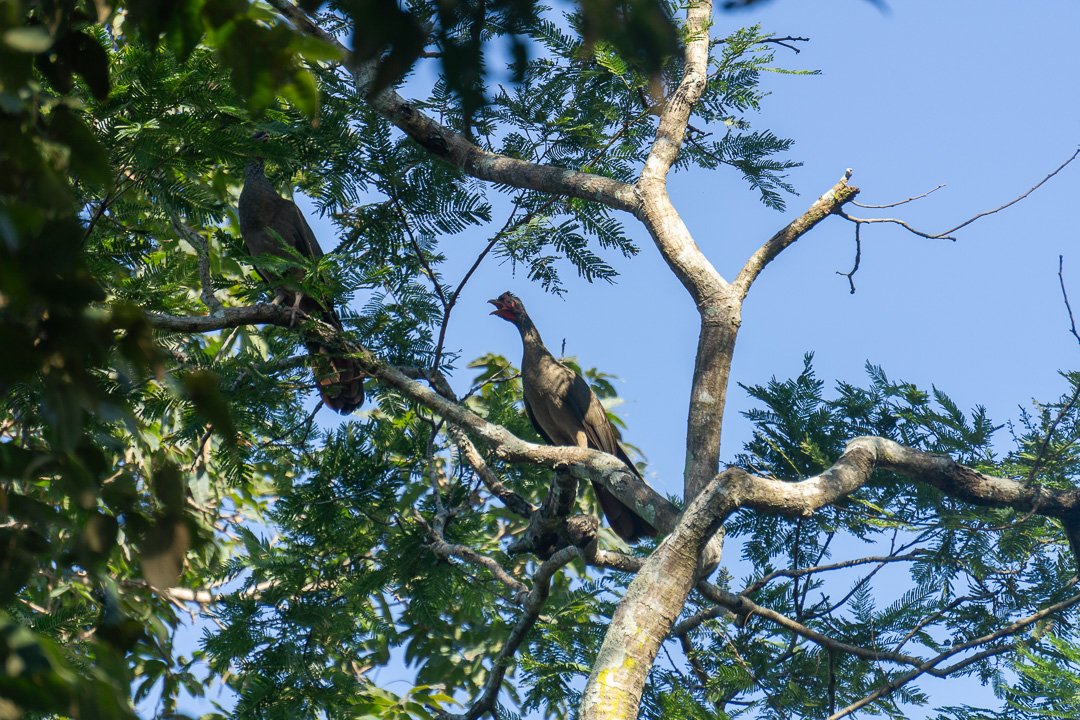 Aracuã do Pantanal
