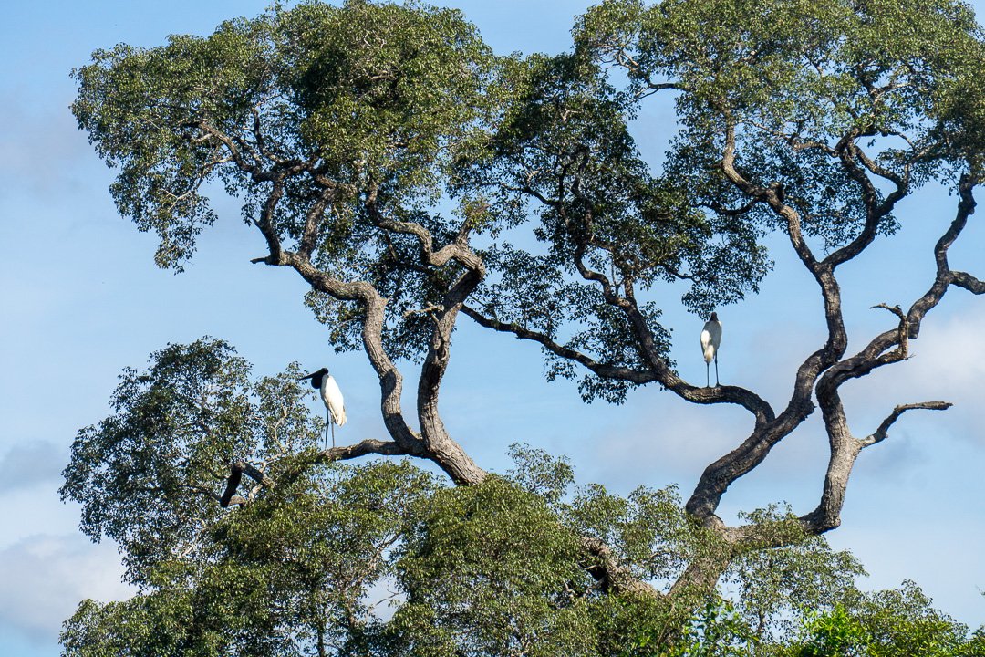Tuiuiú no Pantanal Norte