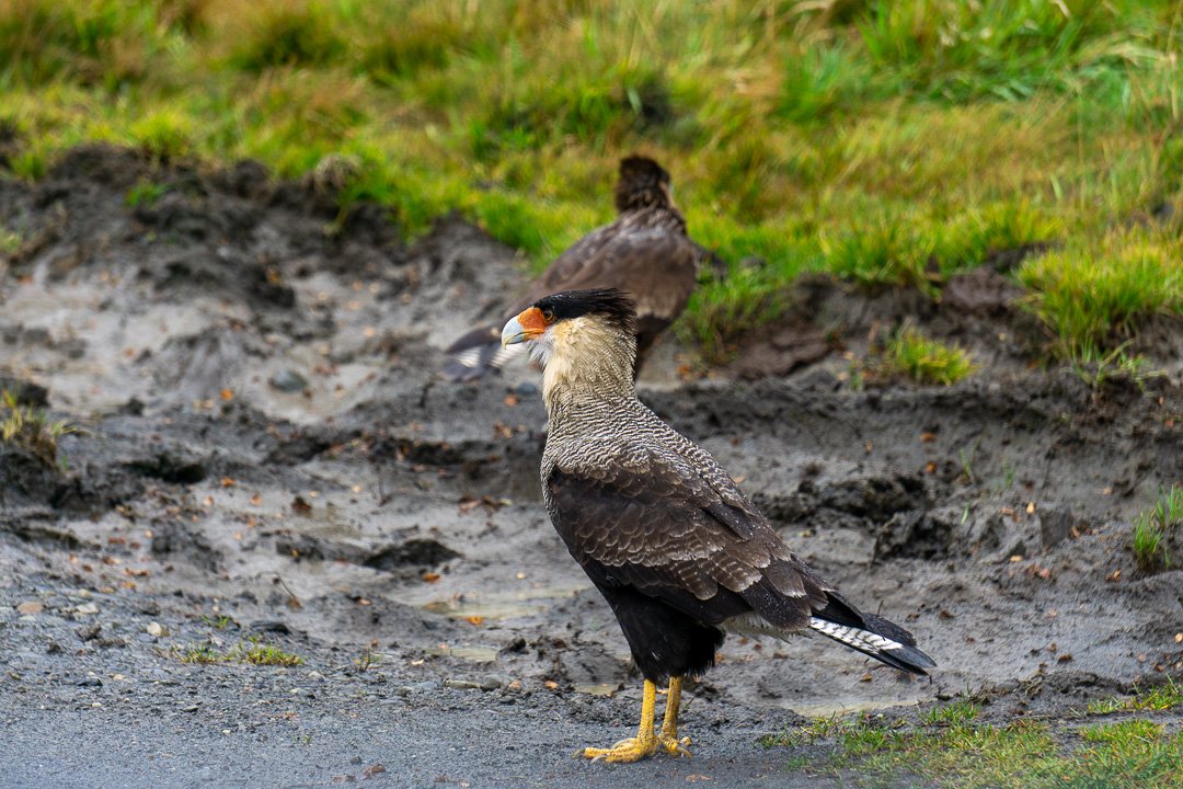 Avistamento durante passeio de carro pelo parque Torres del Paine