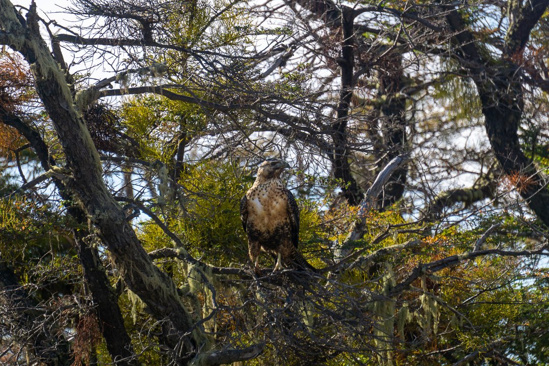 Águia na Patagônia Chilena